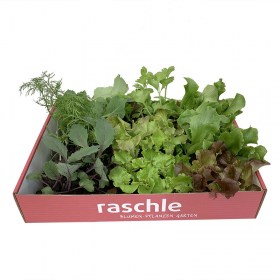 Setzlingsbox Gemüse und Salate